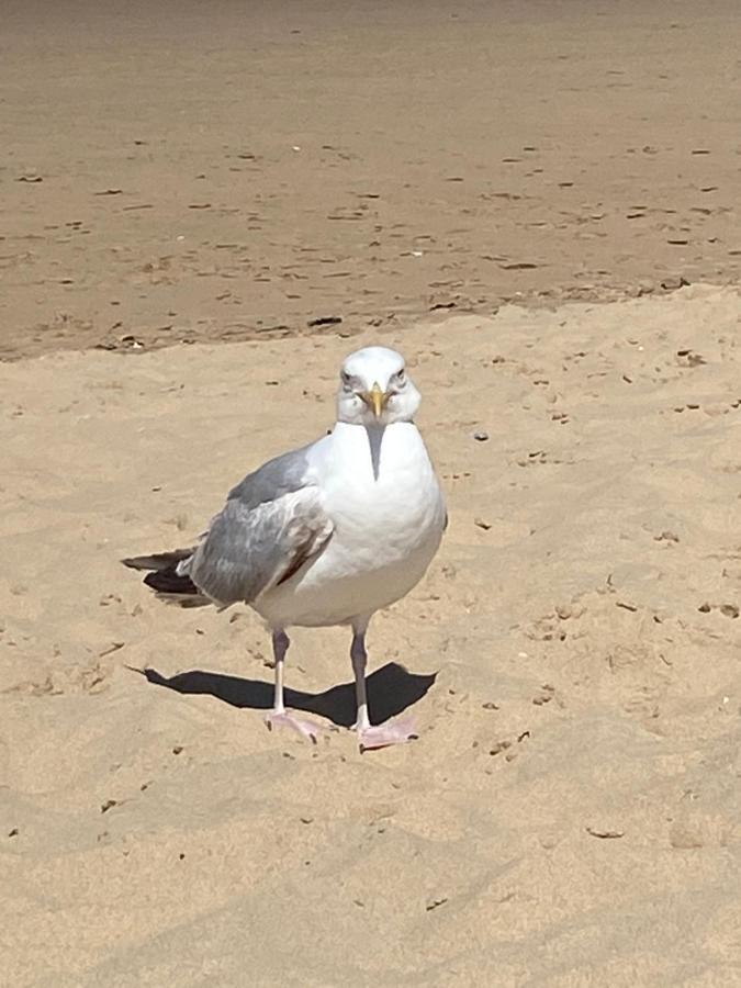 Camping De La Falaise A Equihen Plage Kültér fotó